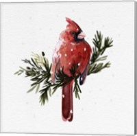 Cardinal with Snow I Fine Art Print