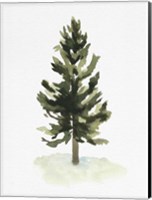 Watercolor Pine I Fine Art Print