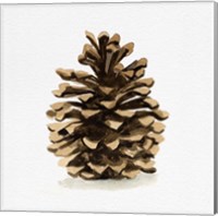 Conifer Cone I Fine Art Print