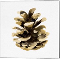 Conifer Cone II Fine Art Print