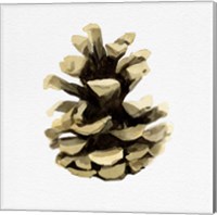 Conifer Cone III Fine Art Print