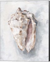 White Shell Study II Fine Art Print