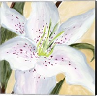 White Lily I Fine Art Print