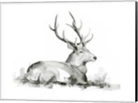 Recumbent Stag I Fine Art Print