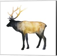 Elk Aglow I Fine Art Print