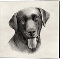 Charcoal Labrador I Fine Art Print