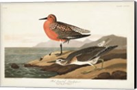Pl. 315 Red-breasted Sandpiper Fine Art Print