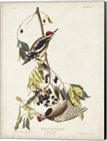 Pl. 190 Yellow-bellied Woodpecker Fine Art Print