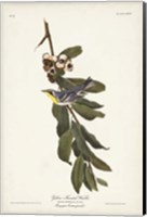 Pl. 85 Yellow-throated Warbler Fine Art Print