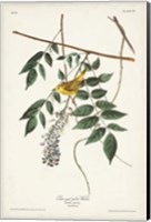 Pl. 95 Blue-eyed Yellow Warbler Fine Art Print