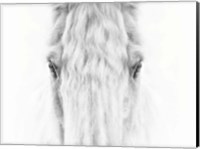Black and White Horse Portrait IV Fine Art Print