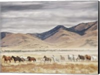 Horse Run II Fine Art Print