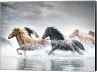 Horse Run V Fine Art Print