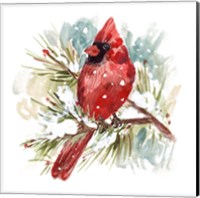 The Cardinal II Fine Art Print