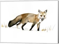 Winter Fox I Fine Art Print