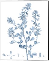 Antique Botanical in Blue VIII Fine Art Print