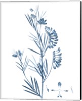 Antique Botanical in Blue IX Fine Art Print