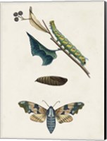 Caterpillar & Moth II Fine Art Print