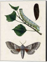 Caterpillar & Moth III Fine Art Print