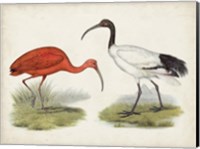 Antique Waterbirds II Fine Art Print