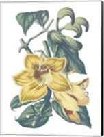 Antique Botanical XVIII Cool Fine Art Print