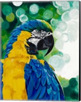 Brilliant Parrot Fine Art Print