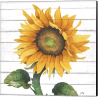 Happy Sunflower II Fine Art Print