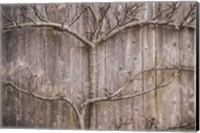 Provincetown Winter Vines, Cape Cod Fine Art Print