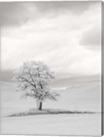 Infrared of Lone Tree in Wheat Field 1 Fine Art Print