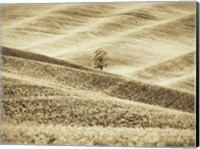 Infrared of Lone Tree in Wheat Field 2 Fine Art Print