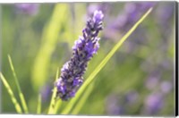 Close-Up Of Lavender Blooms Fine Art Print