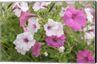 Pink And White Petunias Fine Art Print