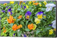 Pansies With Morning Dew Fine Art Print