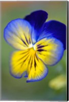 Blue And Yellow Pansy Fine Art Print