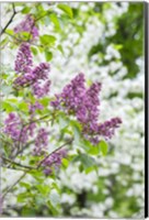 Budding Lilac Bush Fine Art Print