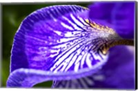 Siberian Iris 1 Fine Art Print