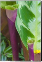 Tropical Foliage Detail 2 Fine Art Print