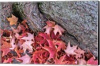 Red Maple Leaves Fine Art Print