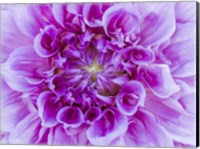 Close-Up Of A Purple Dahlia Fine Art Print