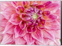 Soft Pink Dahlia Fine Art Print