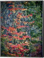 Moss Hanging From a Tree In Autumn Fine Art Print