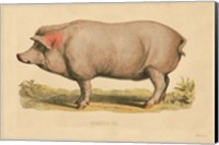 Domestic Pig Fine Art Print