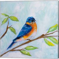 Bluebird Fine Art Print