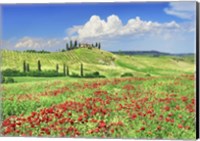 Farmhouse with Cypresses and Poppies, Val d'Orcia, Tuscany Fine Art Print