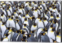 King penguin colony, Antarctica Fine Art Print