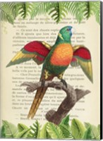 The Blue-Headed Parrot, After Levaillant Fine Art Print