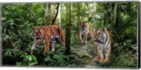 Bengal Tigers (detail) Fine Art Print