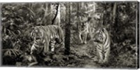 Bengal Tigers (detail, BW) Fine Art Print
