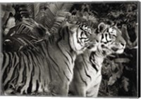 Two Bengal Tigers (BW) Fine Art Print