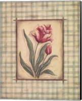 Gingham Tulip Fine Art Print